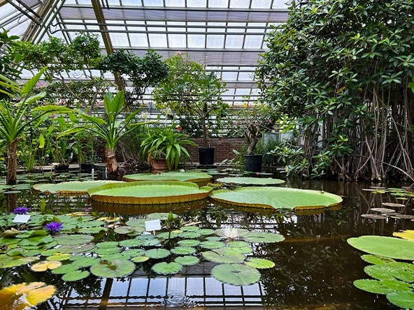 Beleveniscadeau Moederdag Botanica Leiden