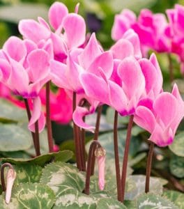 Hoe cyclamen verzorgen