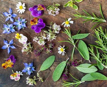 Eetbare Bloemen Tuin Cadeau