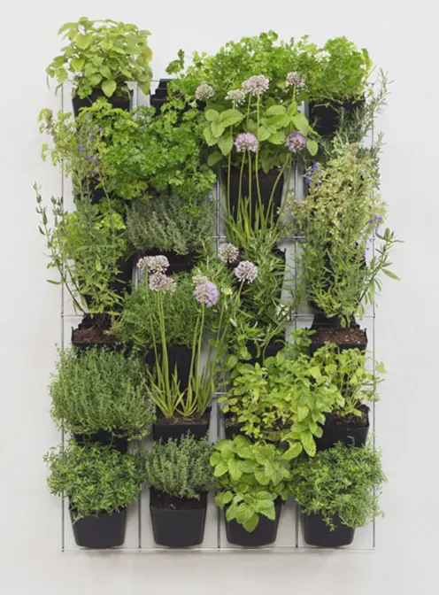 Groene Plantemuur Binnen Buiten