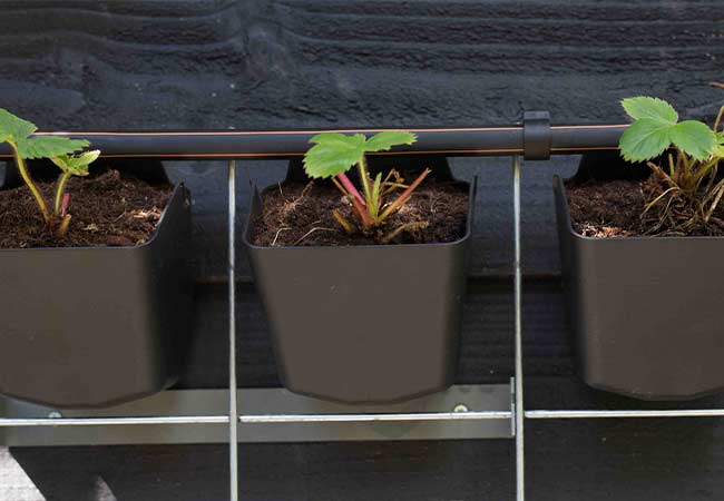 Moestuin Verticaal Balkon Aardbeien