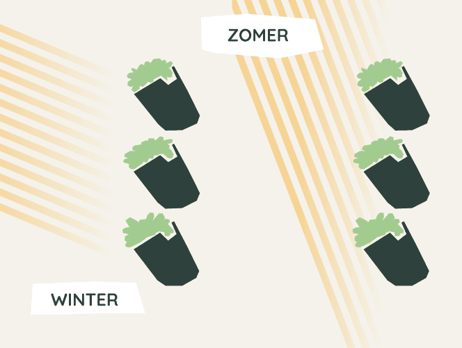 Planten Verticale Tuin Buiten Zon