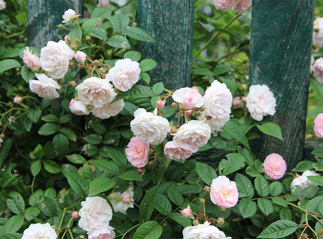 Schutting Opvrolijken Rozen