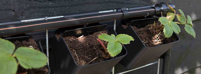 Verticale Tuin Aardbeien