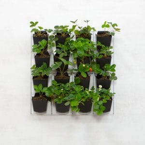 Aardbeien - Aardbeienplant - Verticale Tuin